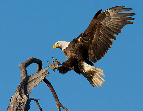 Bald eagle