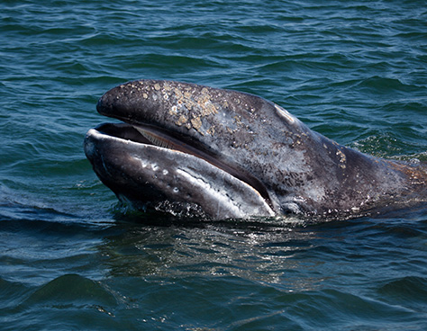 Gray whale