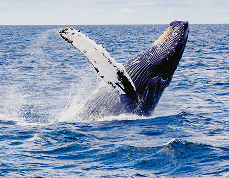 Humpback whale