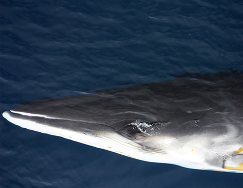 Minke whale