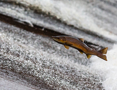 Pacific salmon