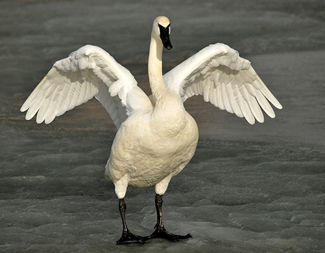 Birding in San Juan Islands