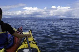 Avistamiento de orcas