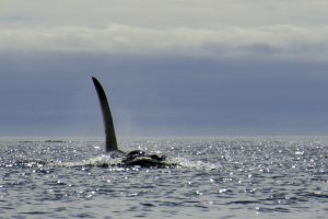 Orca Balena