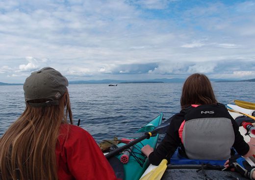 Kayakers watching an orca whale in the San Juan Islands