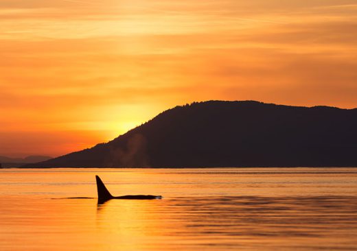 Orca at sunset