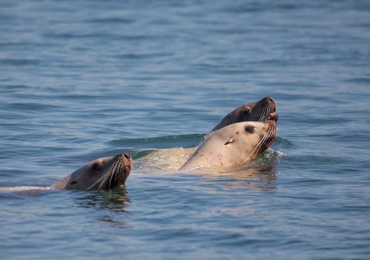 Seals swimming