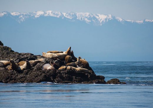 Seals in Haro Strait