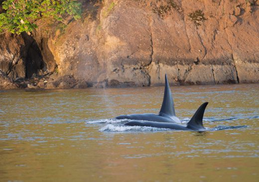 Orca Whales near San Juan Island