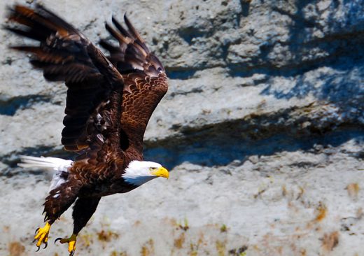 Bald eagle flying in the San Juan Islands