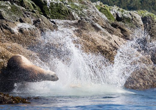 Harbor seal