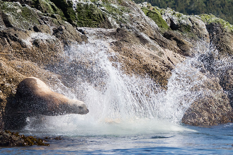 3-Day Stuart Island Kayak Camping Tour