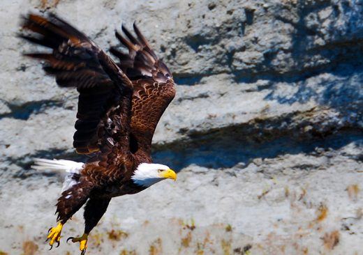 Bald eagle flying in San Juan Islands