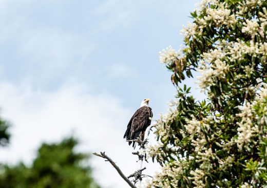 Bald Eagle, San Juan Islands