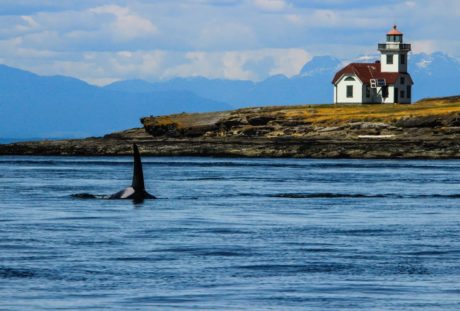 Summer Whales and Wildlife in the San Juan Islands