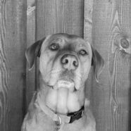 Hank Staff Portrait